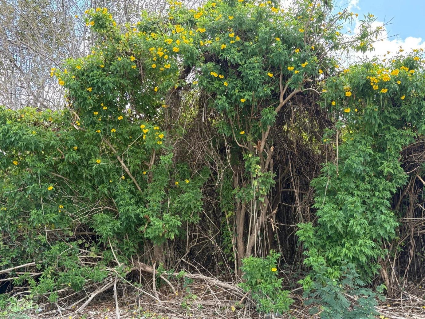 Nature's Circle Parcel — photo 2