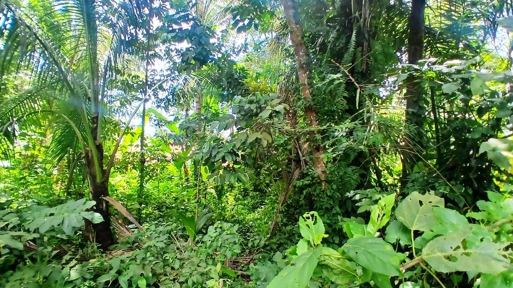 Land for Lease – Main Road Frontage in Payogan, Ubud — photo 3