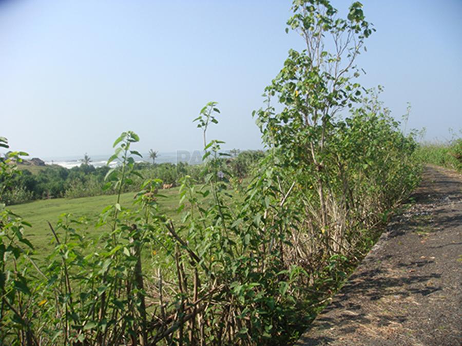 Beautiful 36 Are Land Parcel in Nyanyi Beach, Tabanan — photo 5