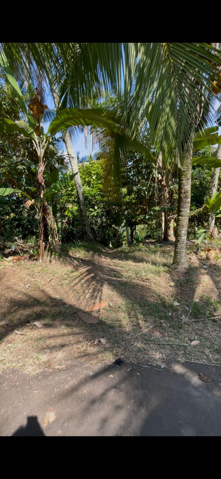 For Leasehold: Land in Lumbung Kauh, Tabanan — photo 5