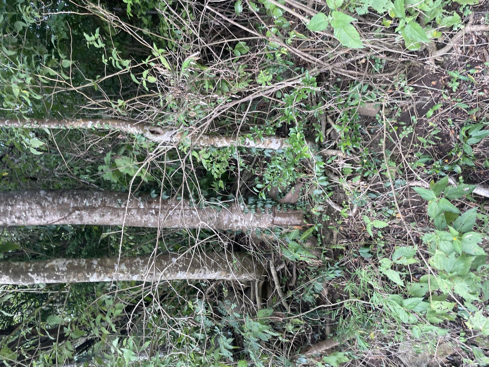 Near Beach - Tranquil Residential Lot for Sale in Trouya, Gros-Islet, Saint Lucia — photo 5