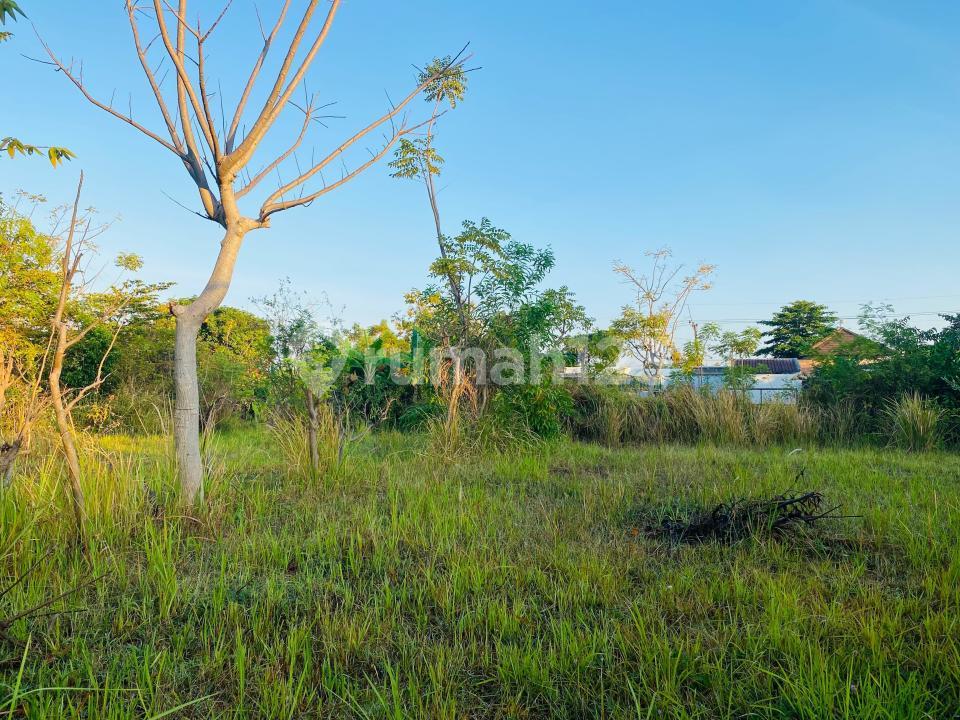 300 sqm land in Lovina, Bali with rice field and mountain views — photo 2