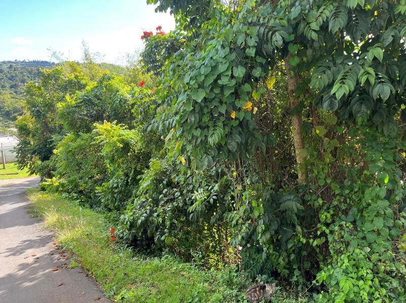Fresh air in the Mountains of Naranjo Comerio, 1.4 Acres. — photo 5