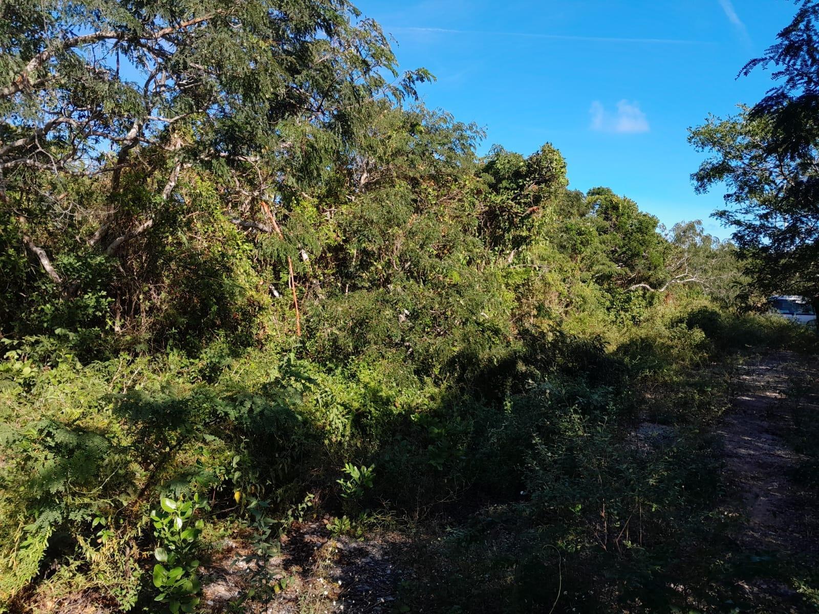 HUMMINGBIRD HEIGHTS — photo 1