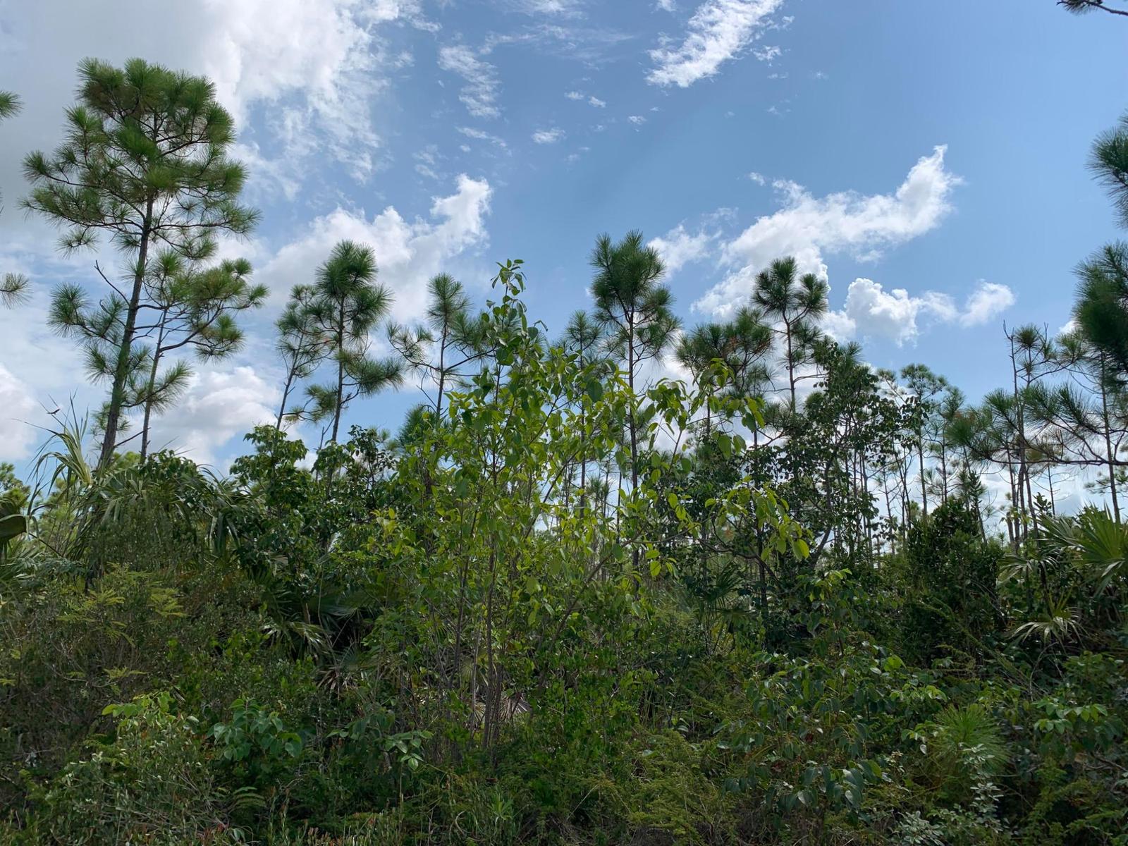 Residential Land for Sale on Ringwood Drive, Grand Bahama — photo 2