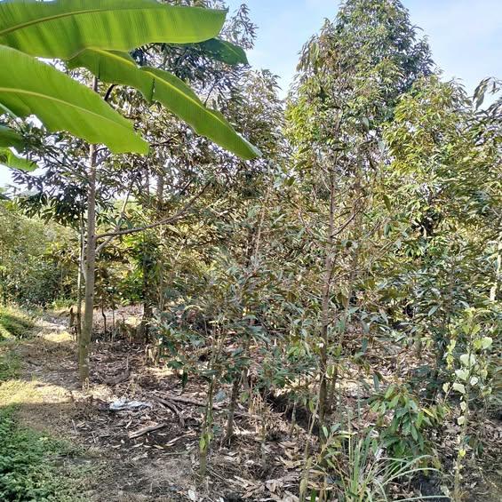 3-bedroom house in Sawan, Bali, Indonesia — photo 1