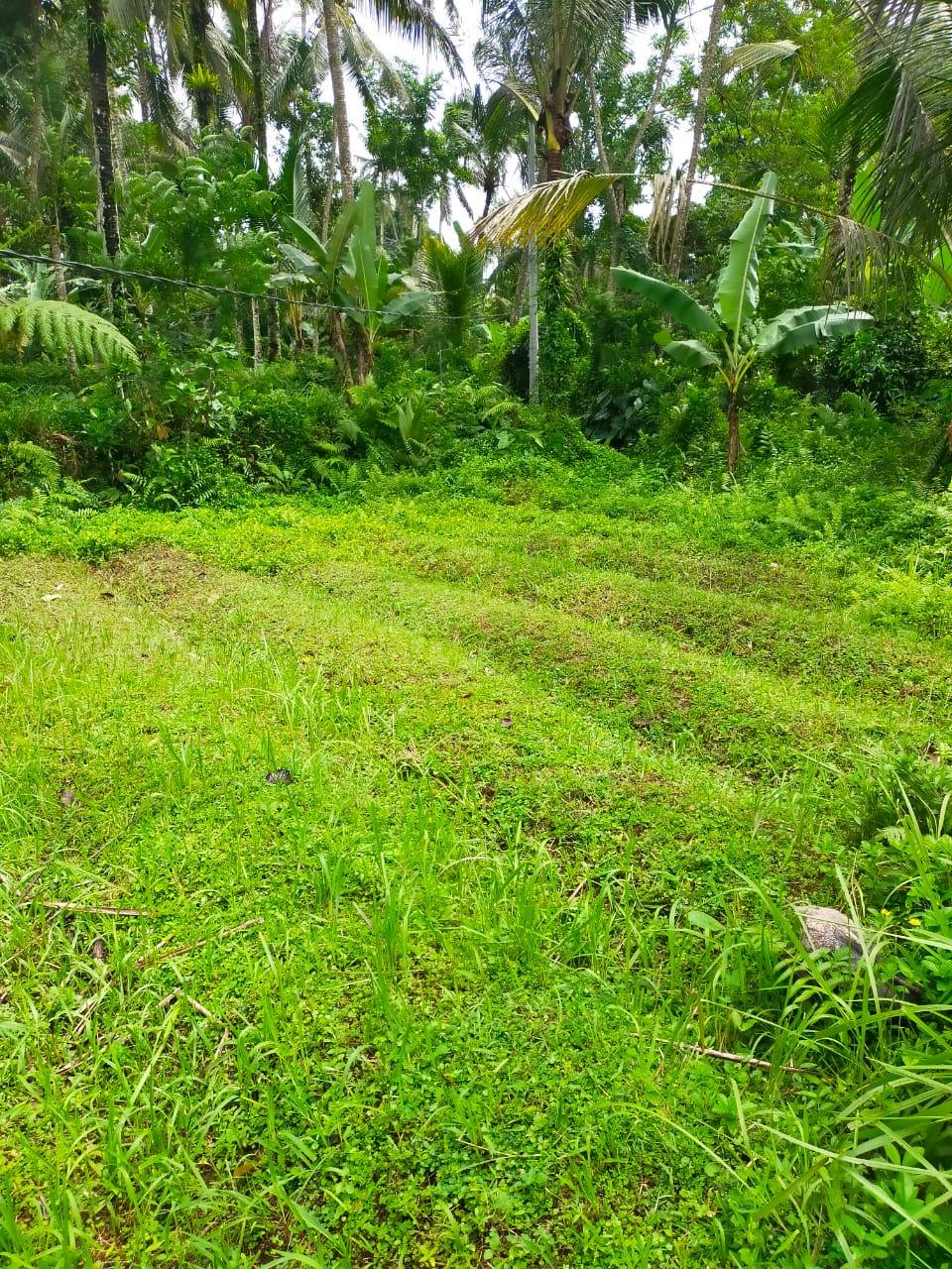 Land for Lease – 48 Are Rice Field View in Kedisan, Tegallalang, Ubud — photo 5