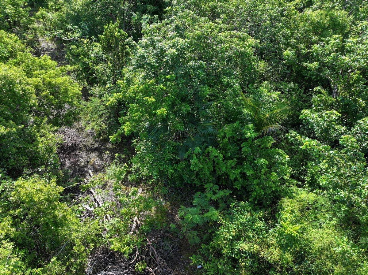 DARNOTTS POND ELEUTHERA — photo 3