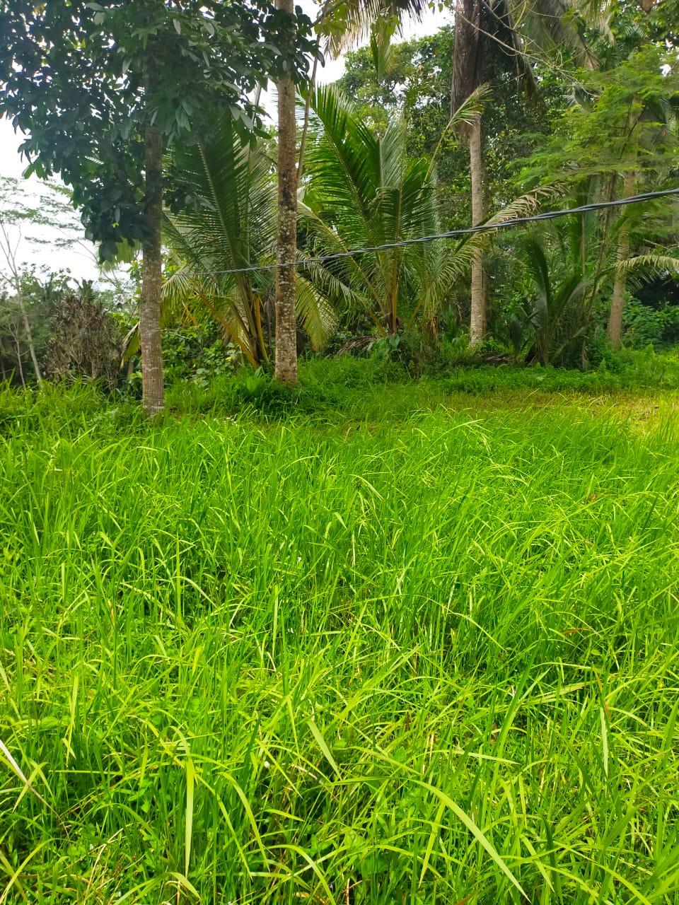 Land for Lease – 48 Are Rice Field View in Kedisan, Tegallalang, Ubud — photo 3