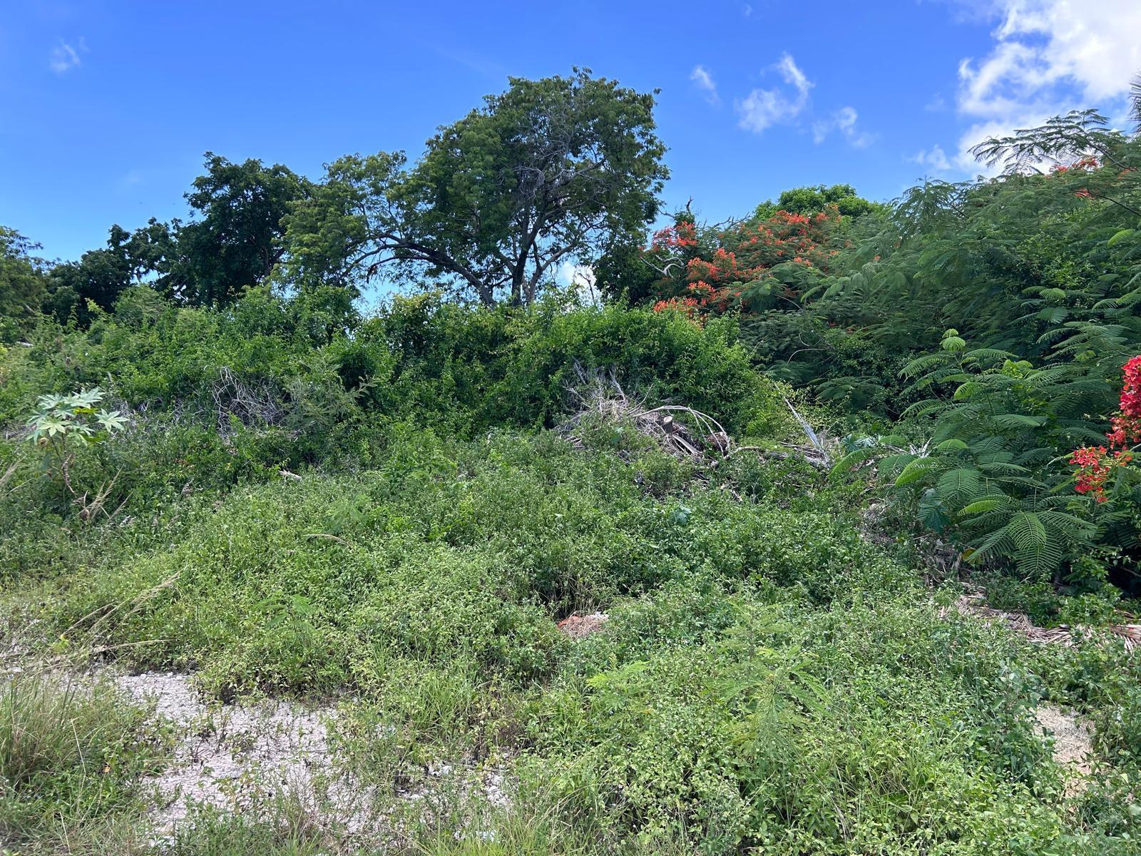 LOT #269, TULIP DRIVE — photo 2