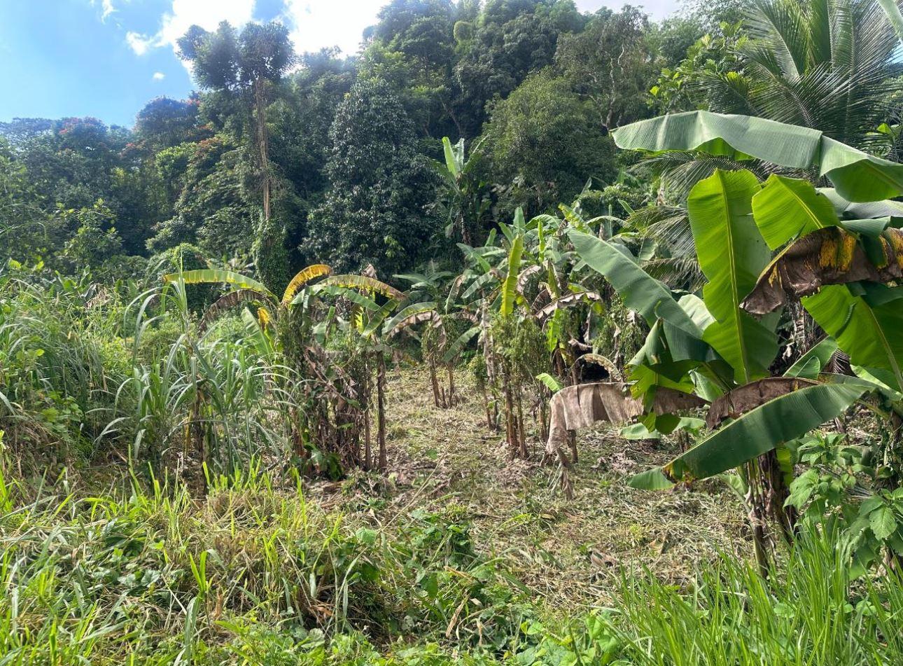 2.6 Acres of Land — photo 2
