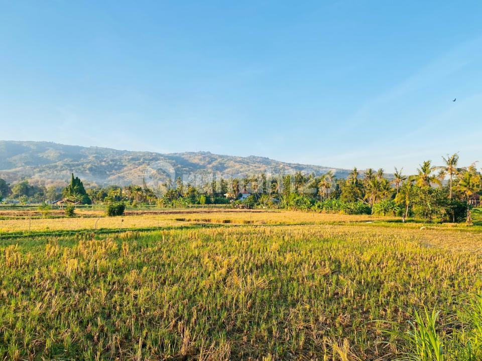 300 sqm land in Lovina, Bali with rice field and mountain views — photo 1