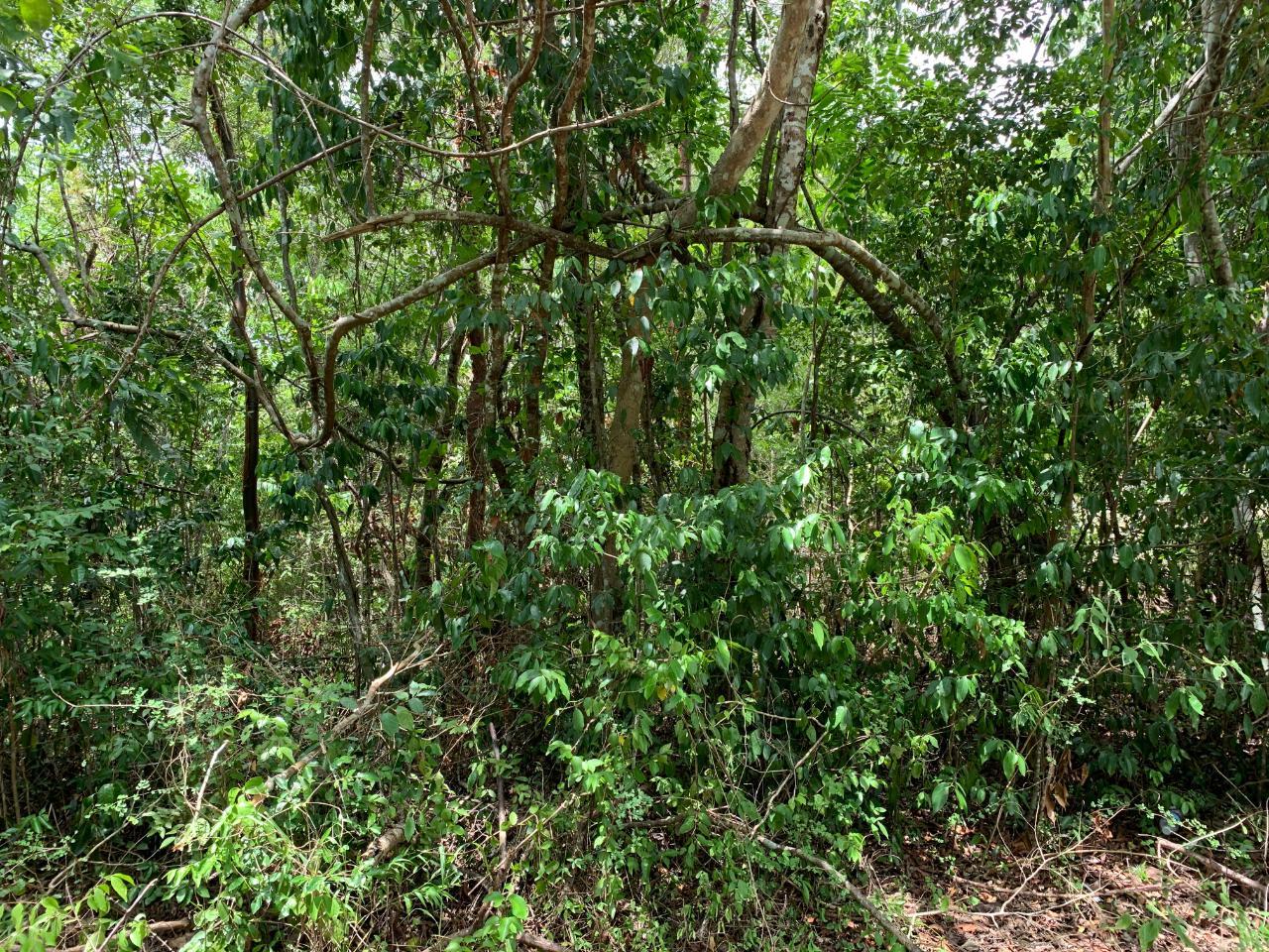 Black Garden, Garredu Trelawny Perth Town — photo 2