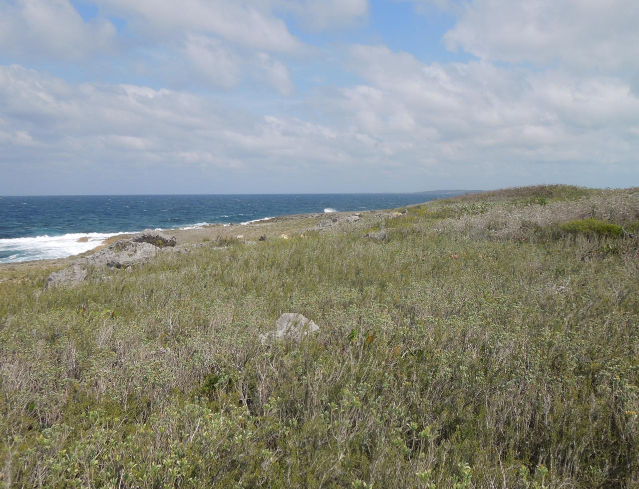 WHALE POINT — photo 2