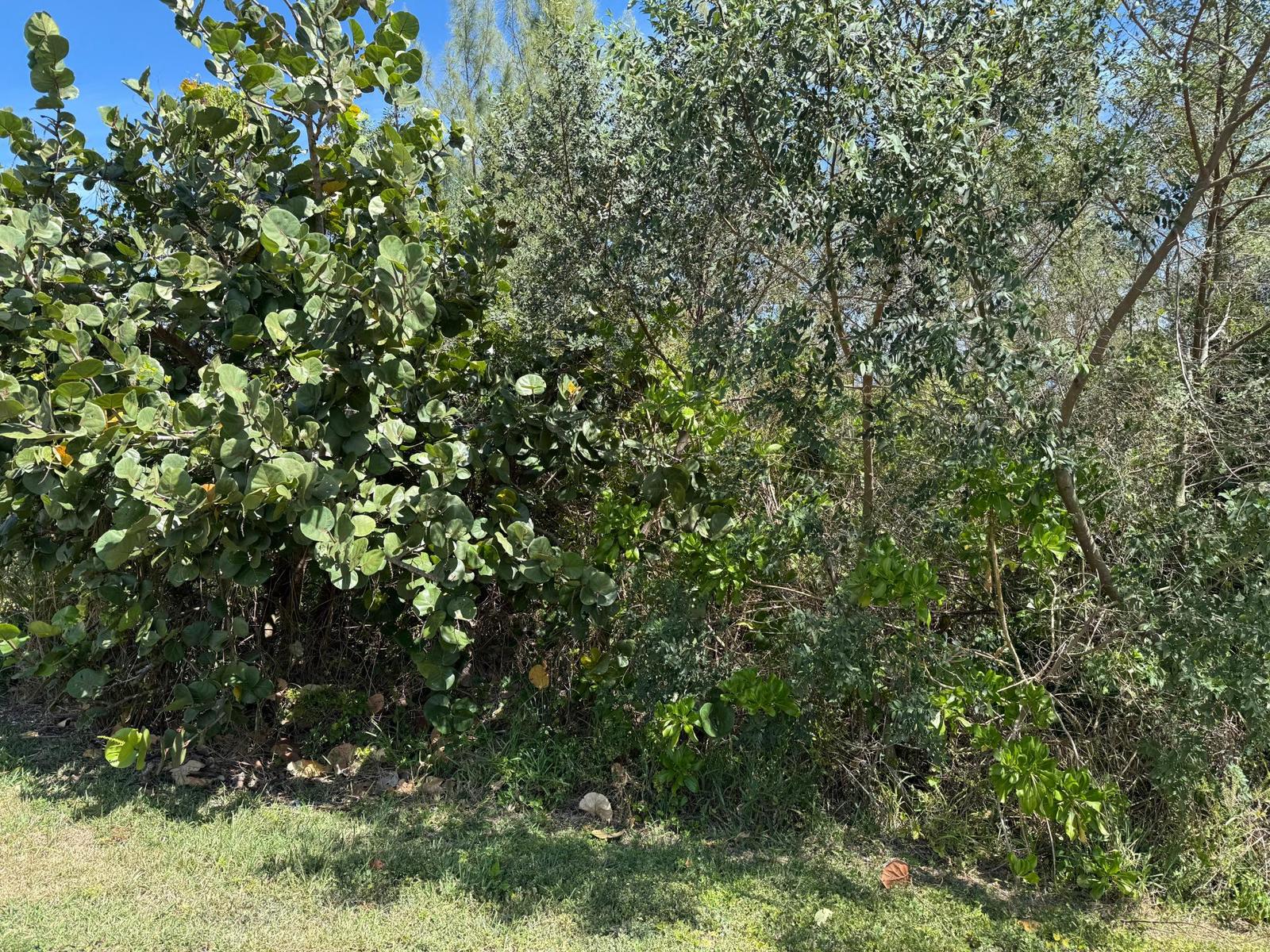 DEBDEN DRIVE — photo 4