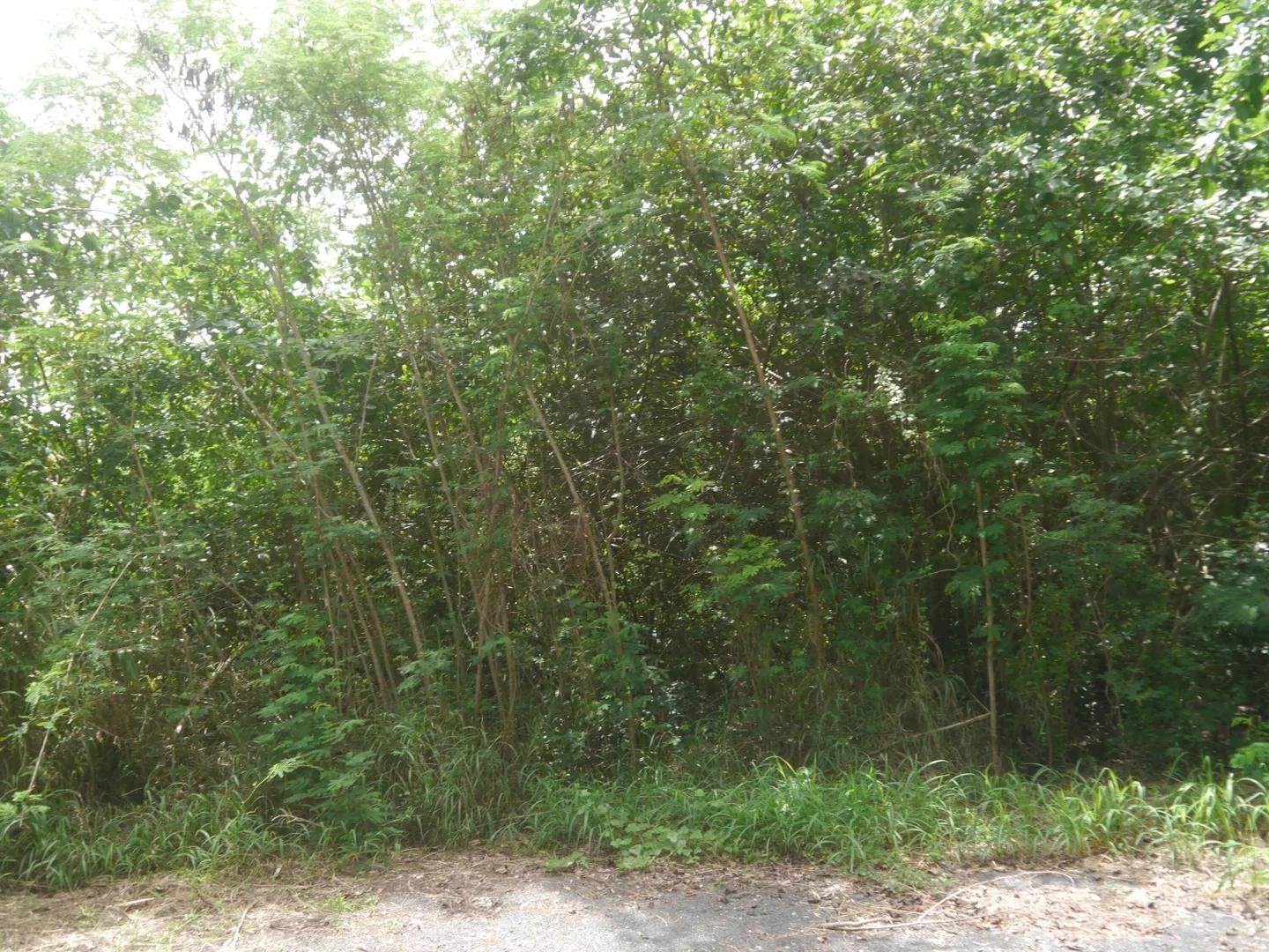 0.27 Acre Homesite Lot in US Virgin Islands — photo 4
