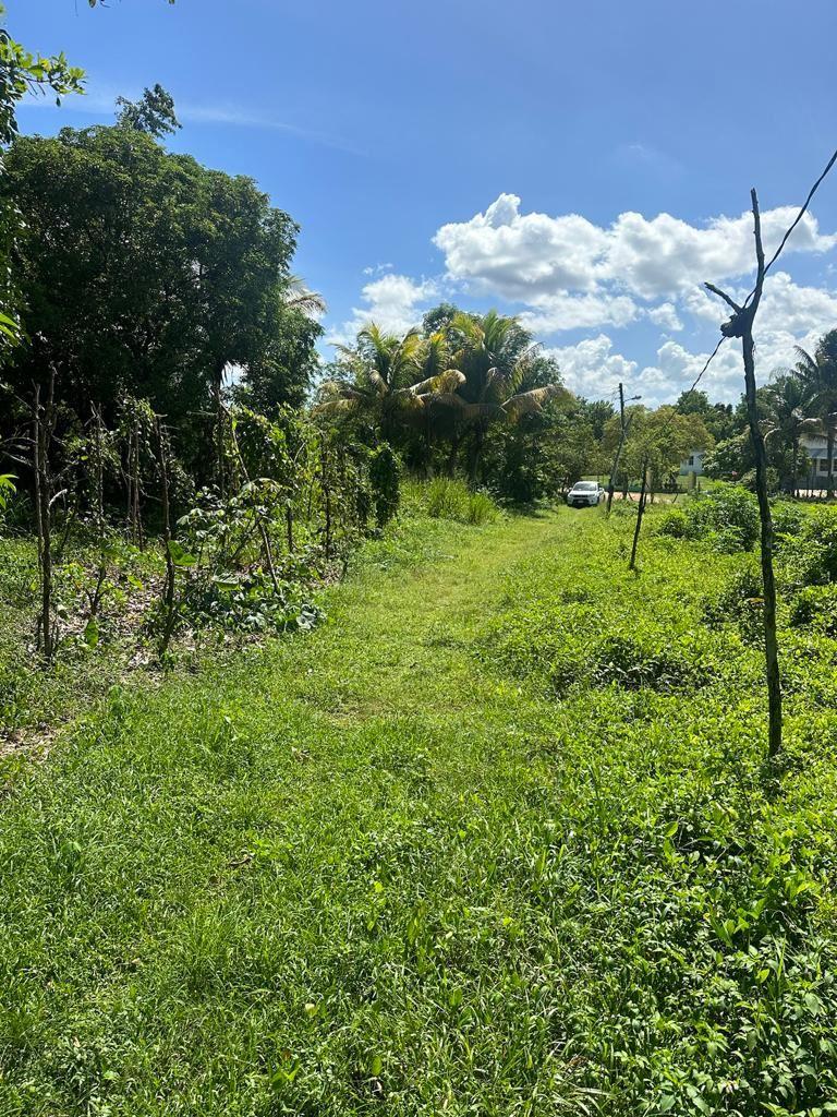 Goshen St Elizabeth 5 Acres Lot — photo 2