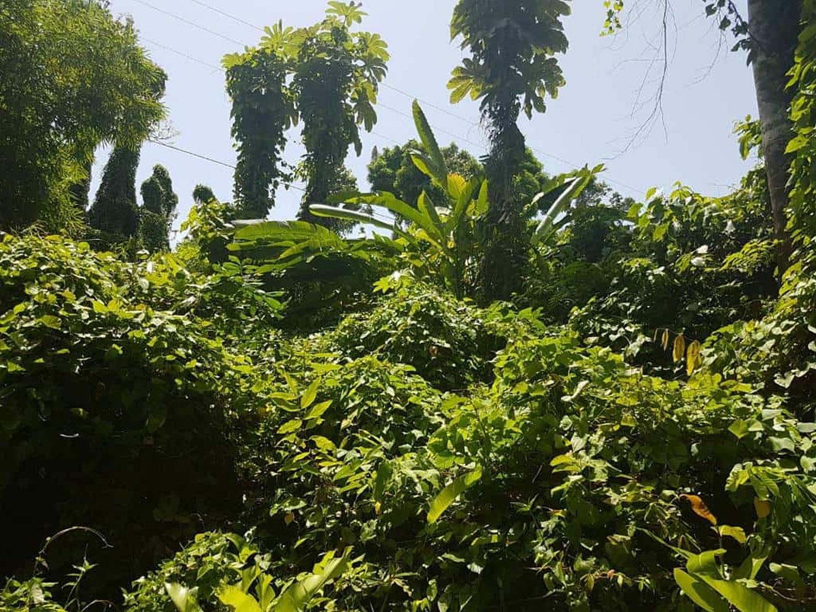 10 Acres of Land for Sale, Calibishie, Dominica — photo 4