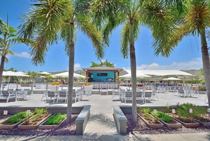 Tall palms over a paved pool deck with rows of loungers and parasols