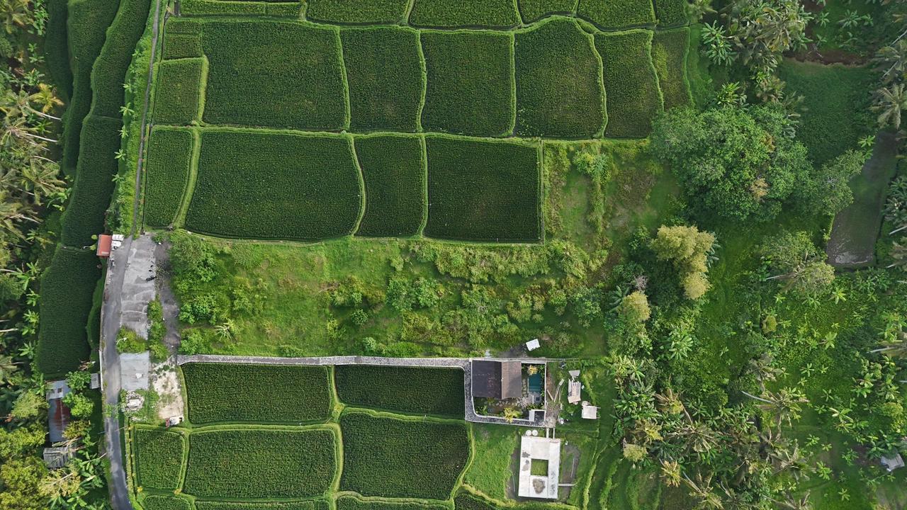 Land North Ubud — photo 2