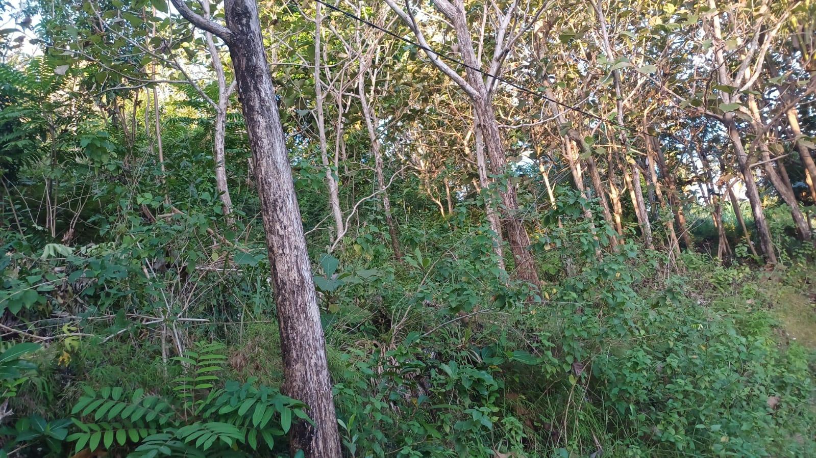13,700 sqm Land for Sale in Klumpu, Nusa Penida — photo 5