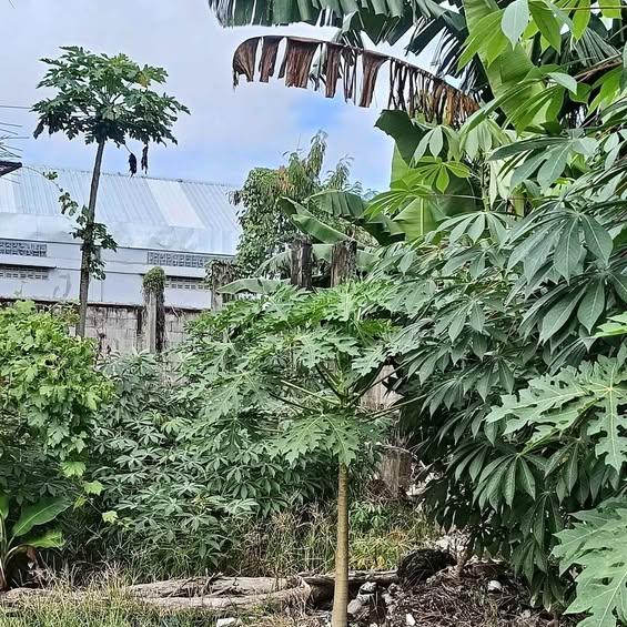 Studio house in Denpasar — photo 1
