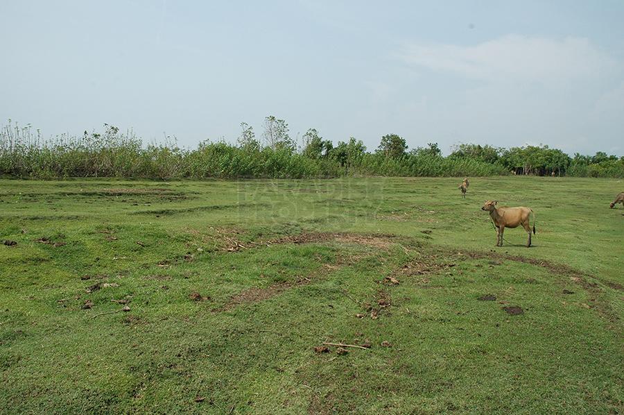 Beautiful 36 Are Land Parcel in Nyanyi Beach, Tabanan — photo 3