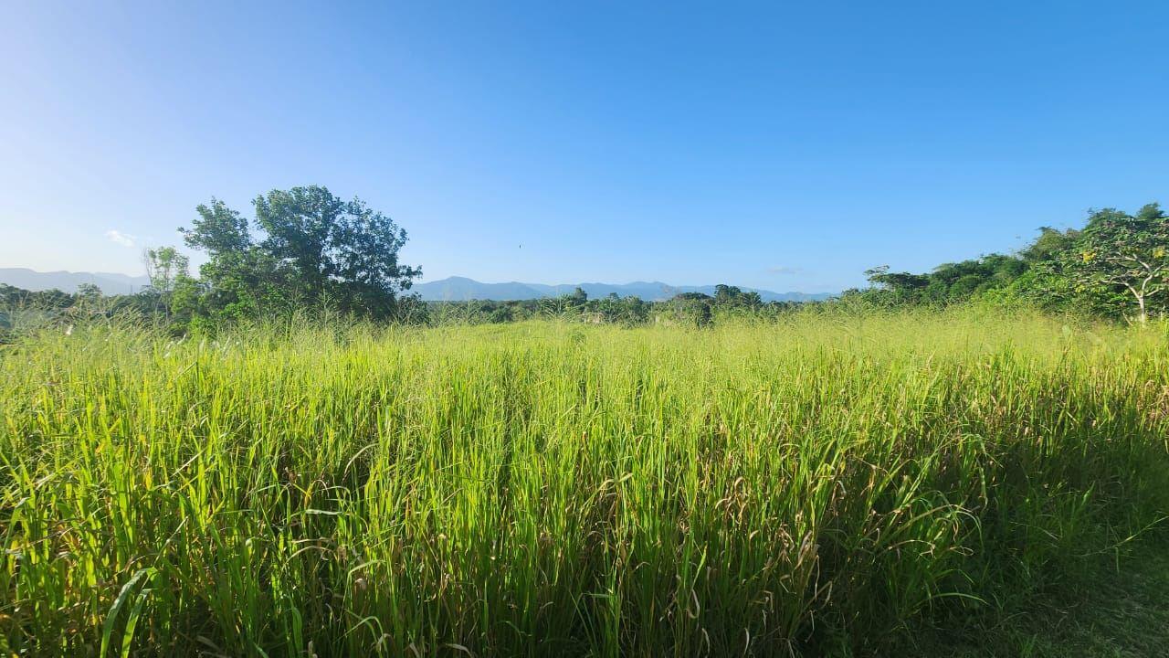 Scenic Residential Land for Sale Las Lomas — photo 4
