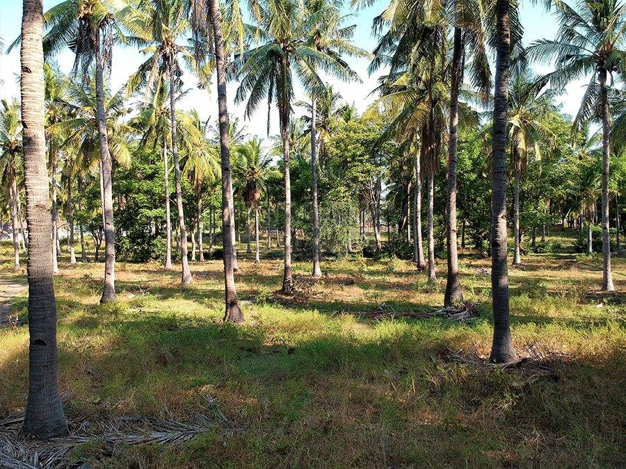 Beach Front Development Lot Gili Trawangan — photo 5