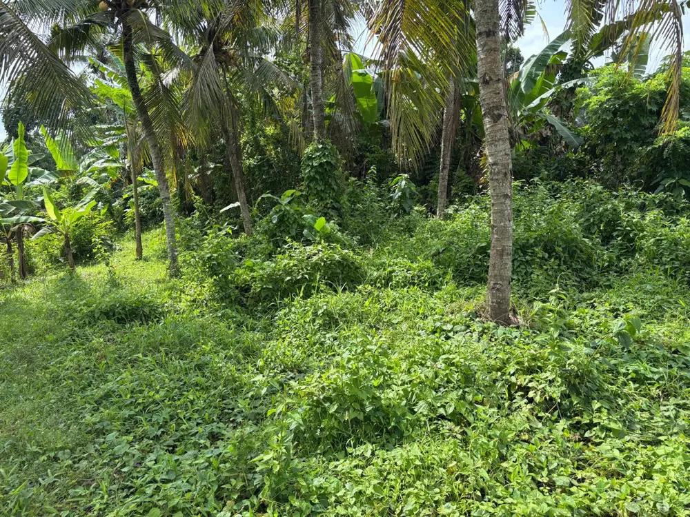 Land Riverside 13.5 Are in Tabanan – Permanent River View (Yellow Zone) — photo 5