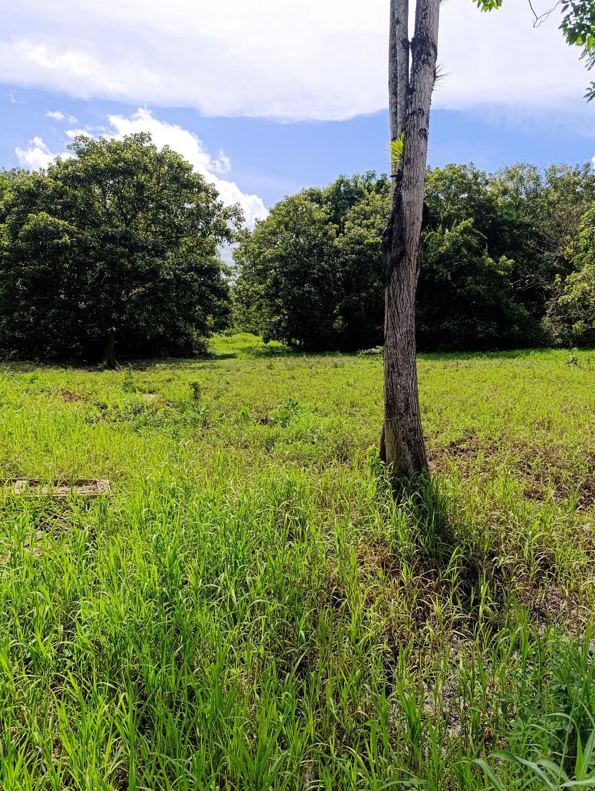 14 acres of raw land in Ecclesville, Rio Claro — photo 4