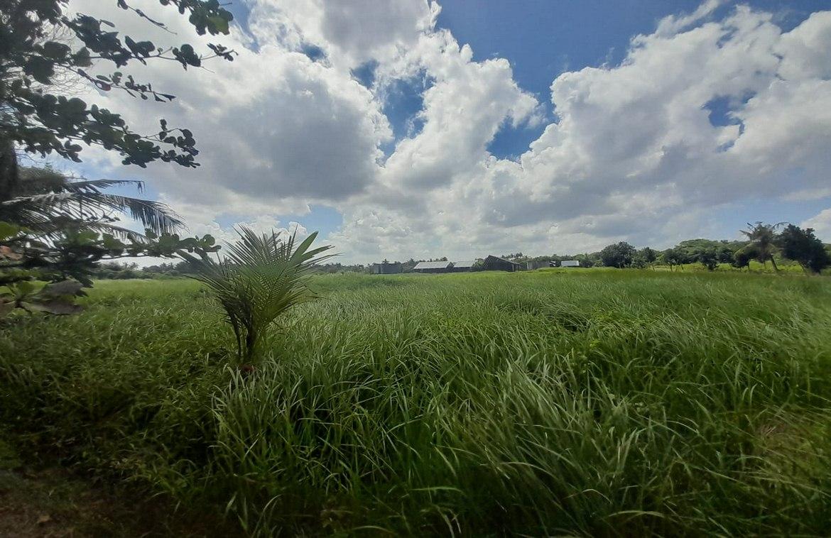 Spacious 1,318 sqm freehold plot in Kedungu — photo 1
