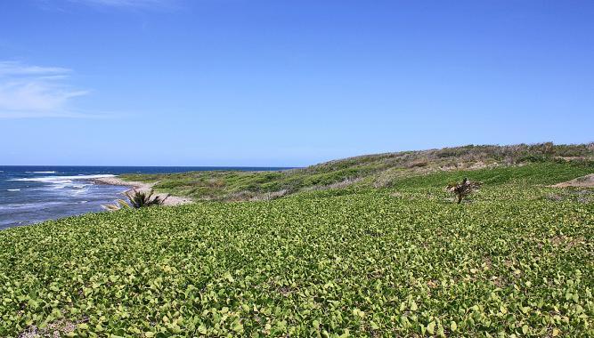 5 Acres Oceanfront Land for Sale, St James, Nevis — photo 4