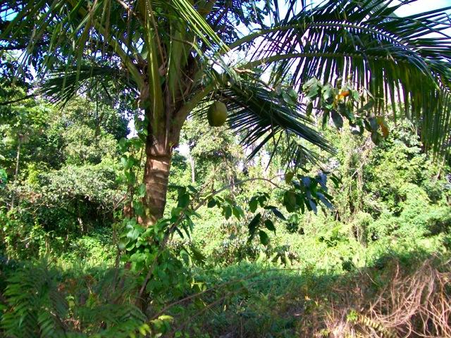 23 Acres of Pristine Land for Sale, Central Dominica — photo 4