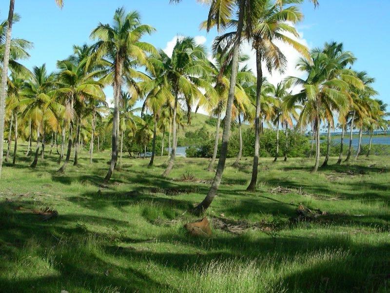 116 Acres Beachfront Land for Sale in Savannes Bay, St. Lucia — photo 5