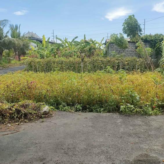 Studio house in Saba, Bali — photo 1