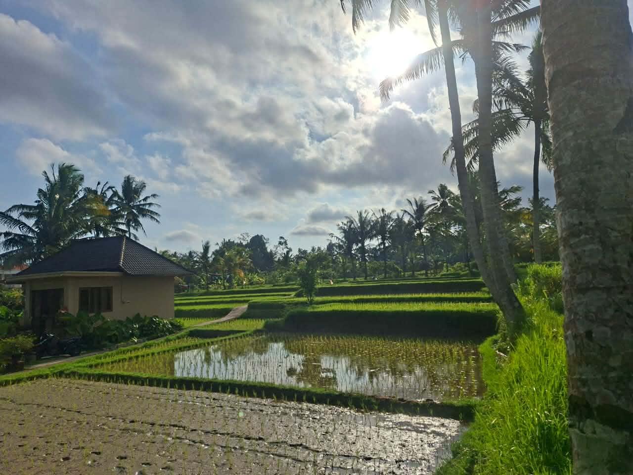 11 Are Land on Suweta Street – Prime Ubud Location — photo 4