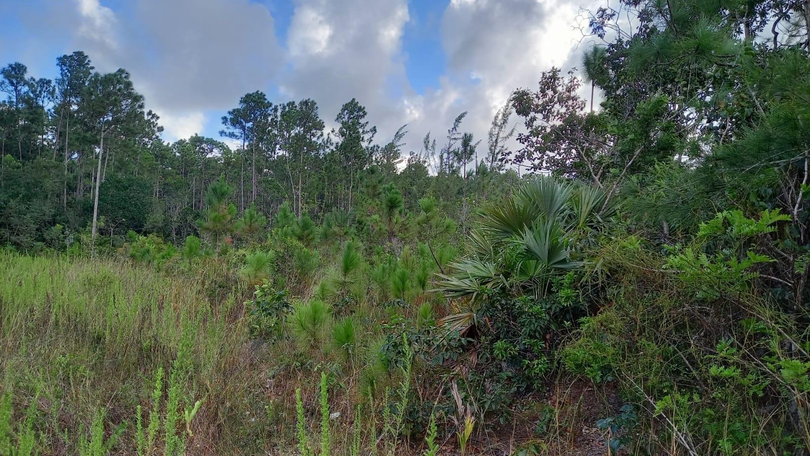 North Andros Vacant Land — photo 4