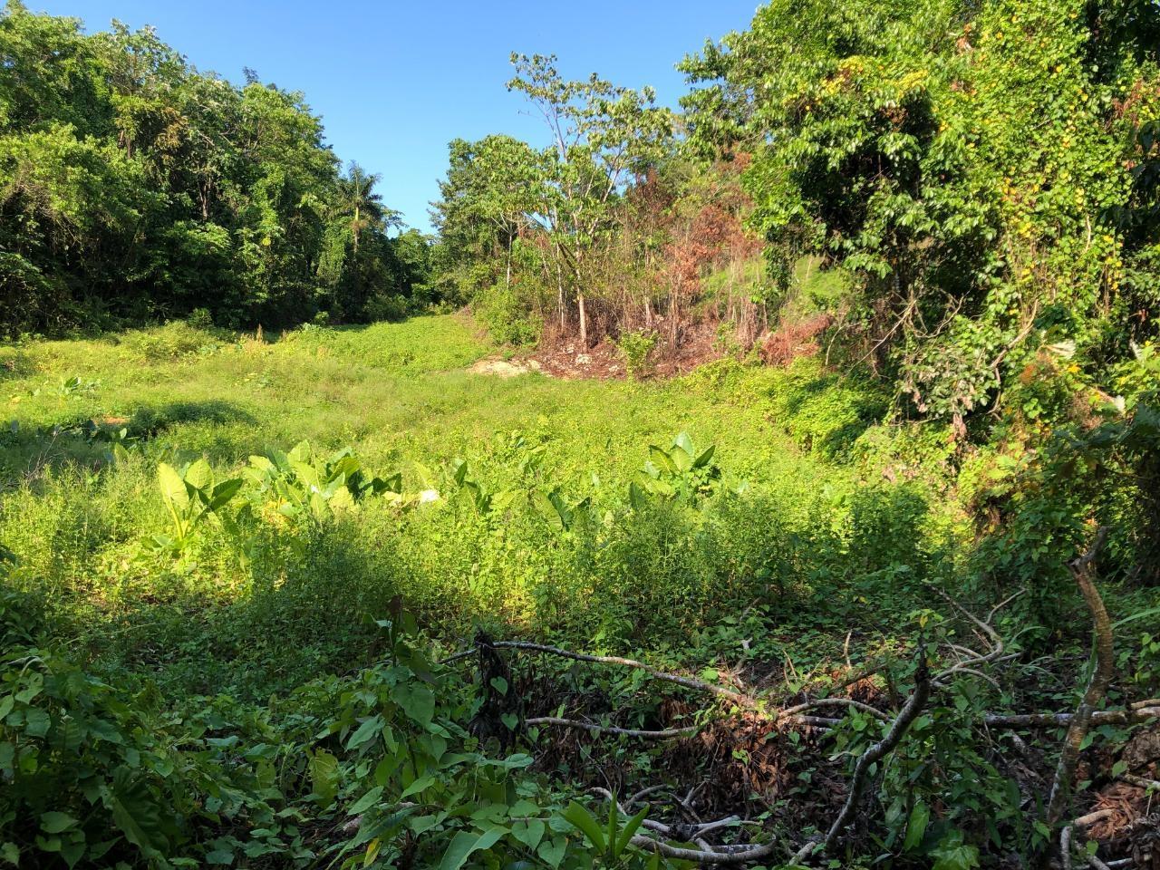 Land For Sale in Nonsuch, Portland, Jamaica — photo 5