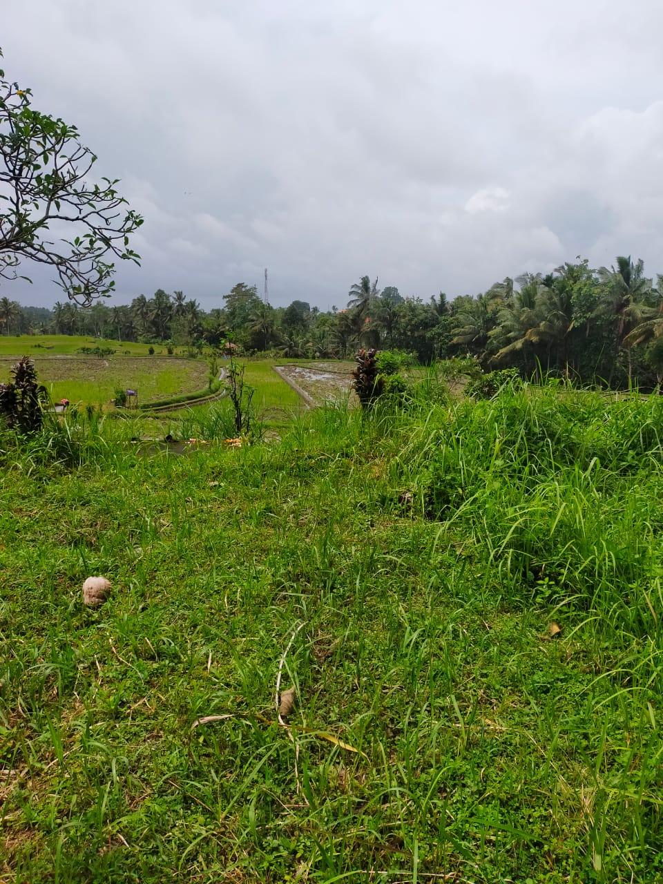 Land for Lease – 48 Are Rice Field View in Kedisan, Tegallalang, Ubud — photo 2