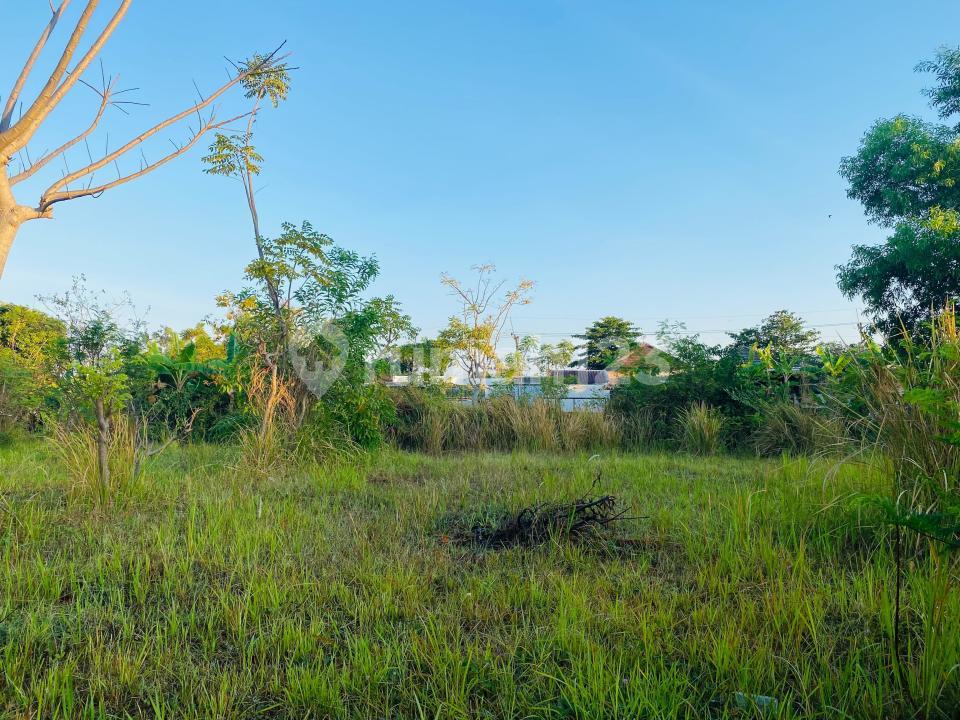 300 sqm land in Lovina, Bali with rice field and mountain views — photo 4