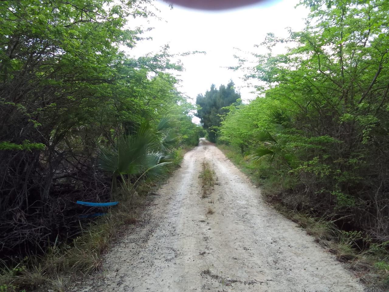 ALLIGATOR BAY — photo 2