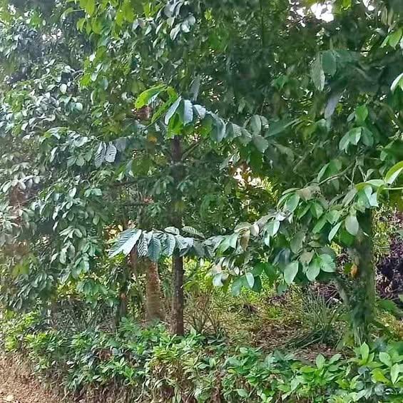 Studio house in Sepang, Nusa Tenggara Barat — photo 1